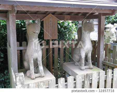 在松江市的城山稻荷神社的小泉八幡最喜歡的石狐狸 12857718