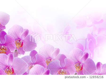 Orchids 12858216