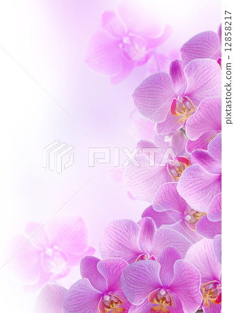 Orchids 12858217