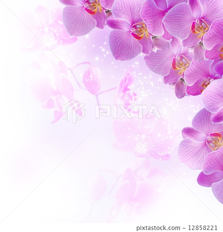 Orchids Orchids 12858221