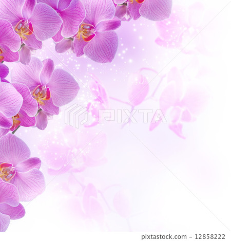 Orchids 12858222