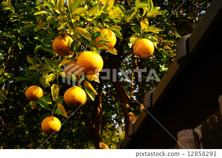 奈良東大寺 奈良東大寺 12858291