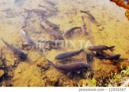 Carp of Matsuo Pond 12858367