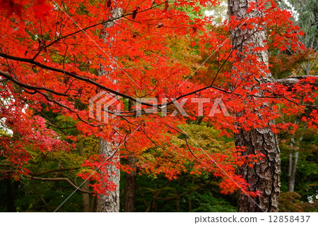 Maple of Nara Yoshikien garden with red color 12858437