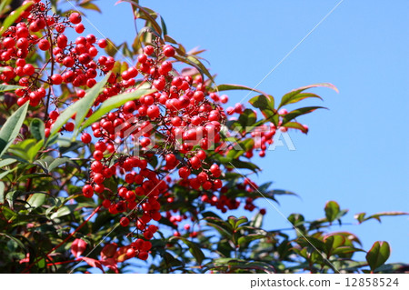Blue sky and Suzuka's southern sky 12858524