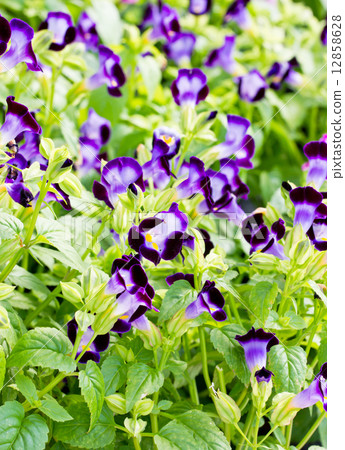 Torenia flower. Torenia flower. 12858628