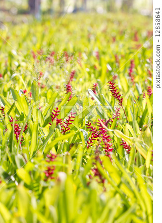 Red aechmea apocalyptica gamesopela bromeliad flowers. Red aechmea apocalyptica gamesopela bromeliad flowers. 12858641