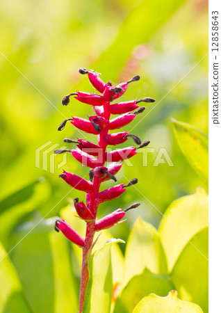 Red aechmea apocalyptica gamesopela bromeliad flowers. 12858643