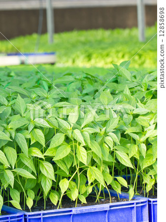 Chilli plant farm. 12858698