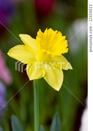Yellow Narcissus Flower. Yellow Narcissus Flower. 12858813