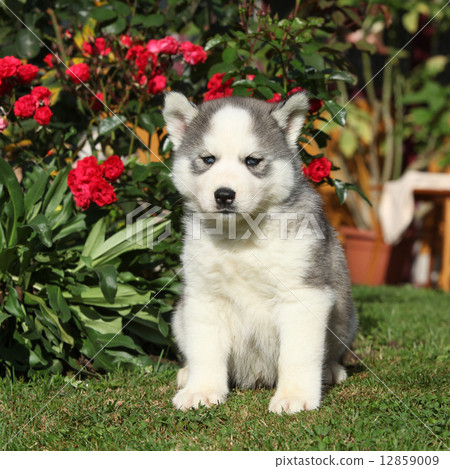 Beautiful puppy of siberian husky in the garden Beautiful puppy of siberian husky in the garden 12859009