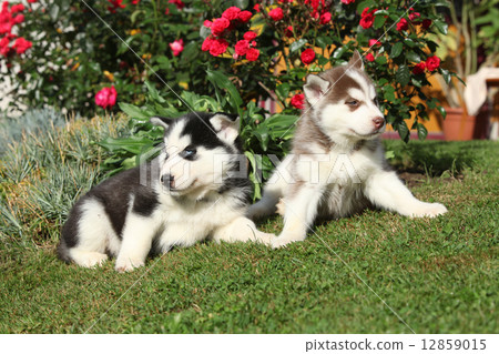 Two puppies of siberian husky lying in front of flowers 12859015