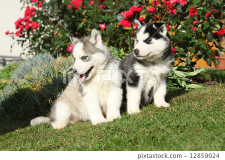 Two gorgeous puppies sitting in front of red roses Two gorgeous puppies sitting in front of red roses 12859024