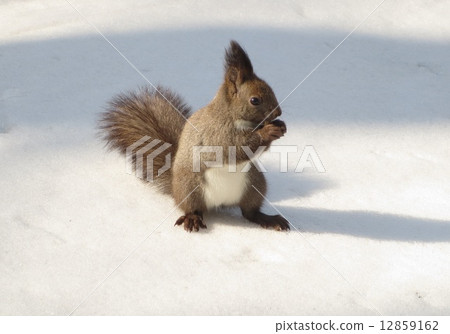 Ezorisu 12859162