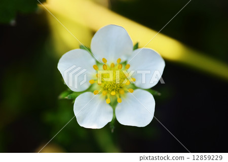 草莓花 草莓花 12859229
