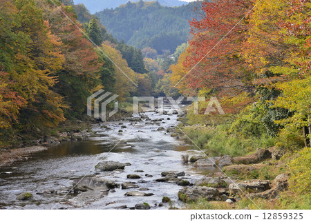 秋川的秋葉 12859325