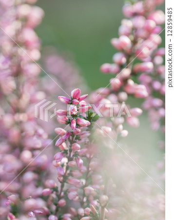 Cute pink currana 12859485