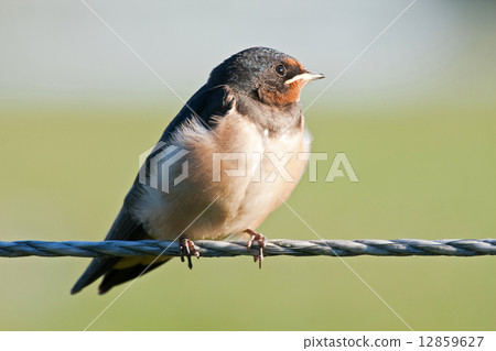 Young swallow 12859627