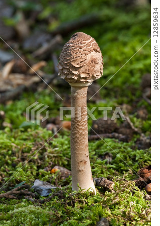 Young Parasol mushroom Young Parasol mushroom 12859634