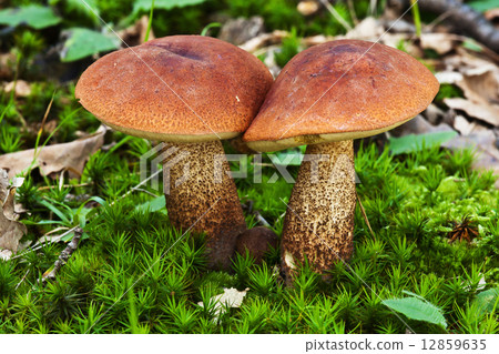 Mushroom  12859635