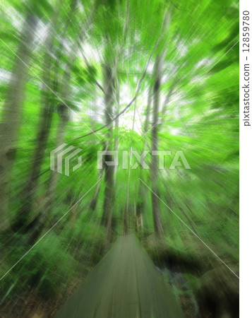 Tree path image overflowing with light (strong radiation from the top) Tree path image overflowing with light (strong radiation from the top) 12859780