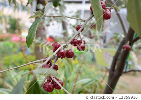 俄羅斯橄欖 俄羅斯橄欖 12859916