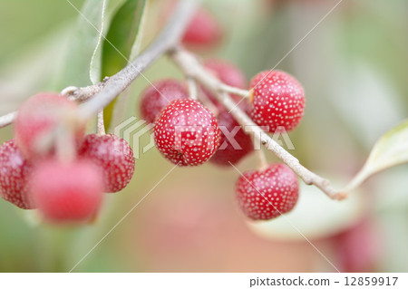 俄羅斯橄欖 12859917