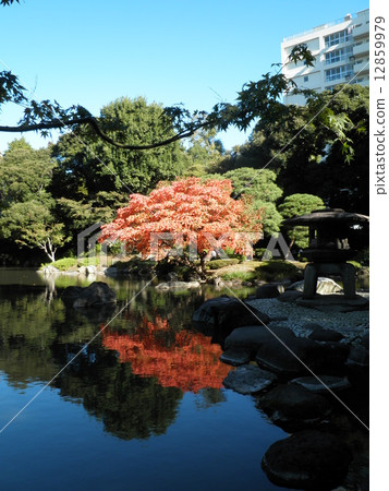 Autumn leaves of a pond 12859979