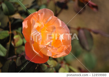 Lady Emma Hamilton in full bloom 12859980