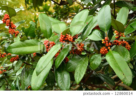 樹·Tallow樹家庭 樹·Tallow樹家庭 12860014