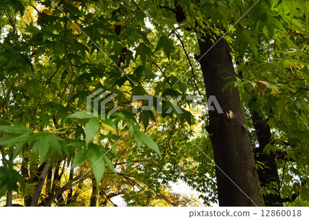 樹·Momiji bakufu家庭 樹·Momiji bakufu家庭 12860018