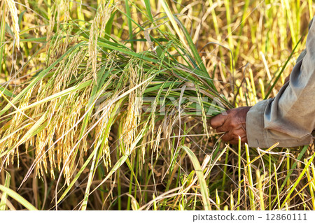 Rice harvest Rice harvest 12860111