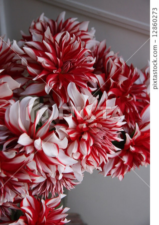 Daria Lalarra 12860273