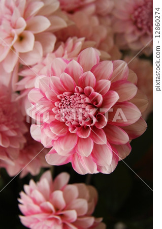 Dahlia · Sakuragishi 12860274