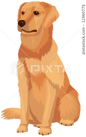Labrador retriever - dog breed Labrador retriever - dog breed 12860778