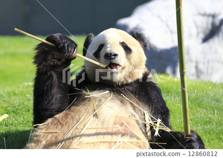 和歌山冒險世界熊貓 和歌山冒險世界熊貓 12860812