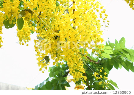 Golden flower or Cassia fistula Golden flower or Cassia fistula 12860900