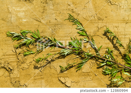 plant branch 12860994