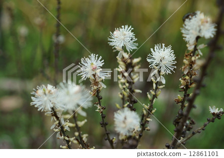 Inu Shouse Dogsman Cimicifuga biternata 12861101