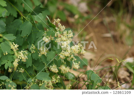 Akikaramatsu Autumn pine tree Thalictrum minus var. Hypoleucum 12861109