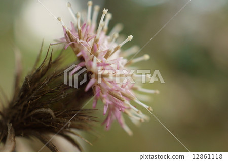 Okera Atractylodes japonica 12861118