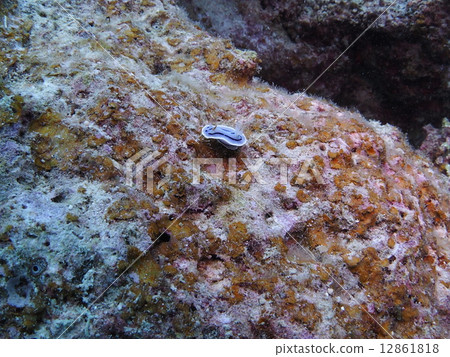 Misole Umizushi 12861818