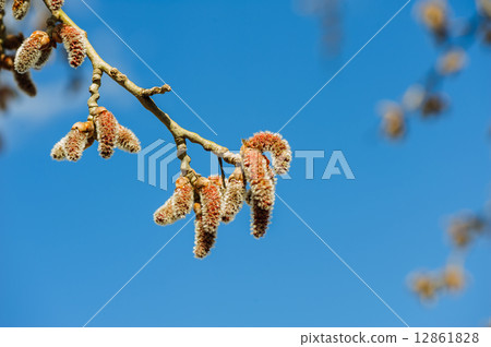 Catkins at Alder Tree Catkins at Alder Tree 12861828