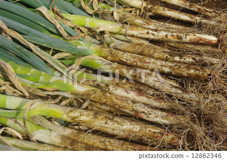 After harvested green onion 12862346