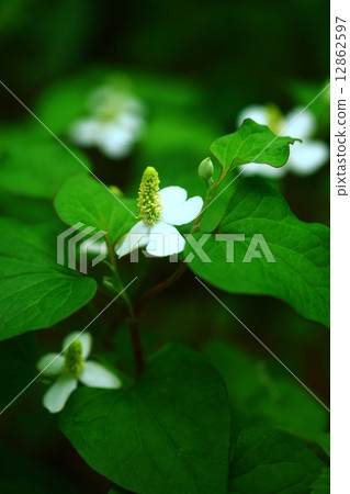 北達見花 12862597