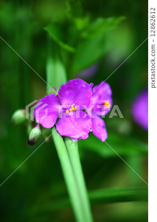 Flower of Murasaki Yukusa 12862612