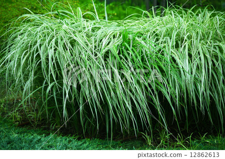 Fresh Beargrass 12862613