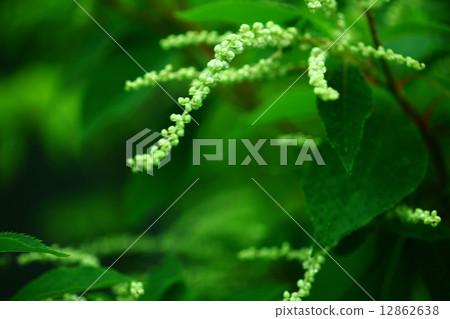 Ryoubu的花 Ryoubu的花 12862638