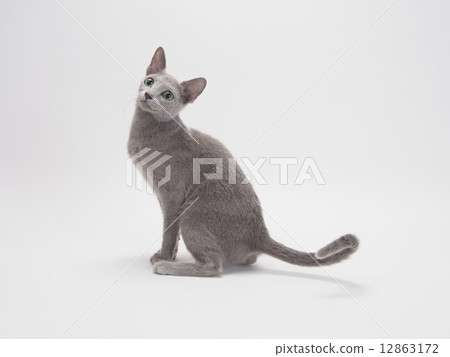 俄羅斯藍 12863172