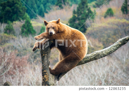Fuji Safari Park American Bear Fuji Safari Park American Bear 12863235